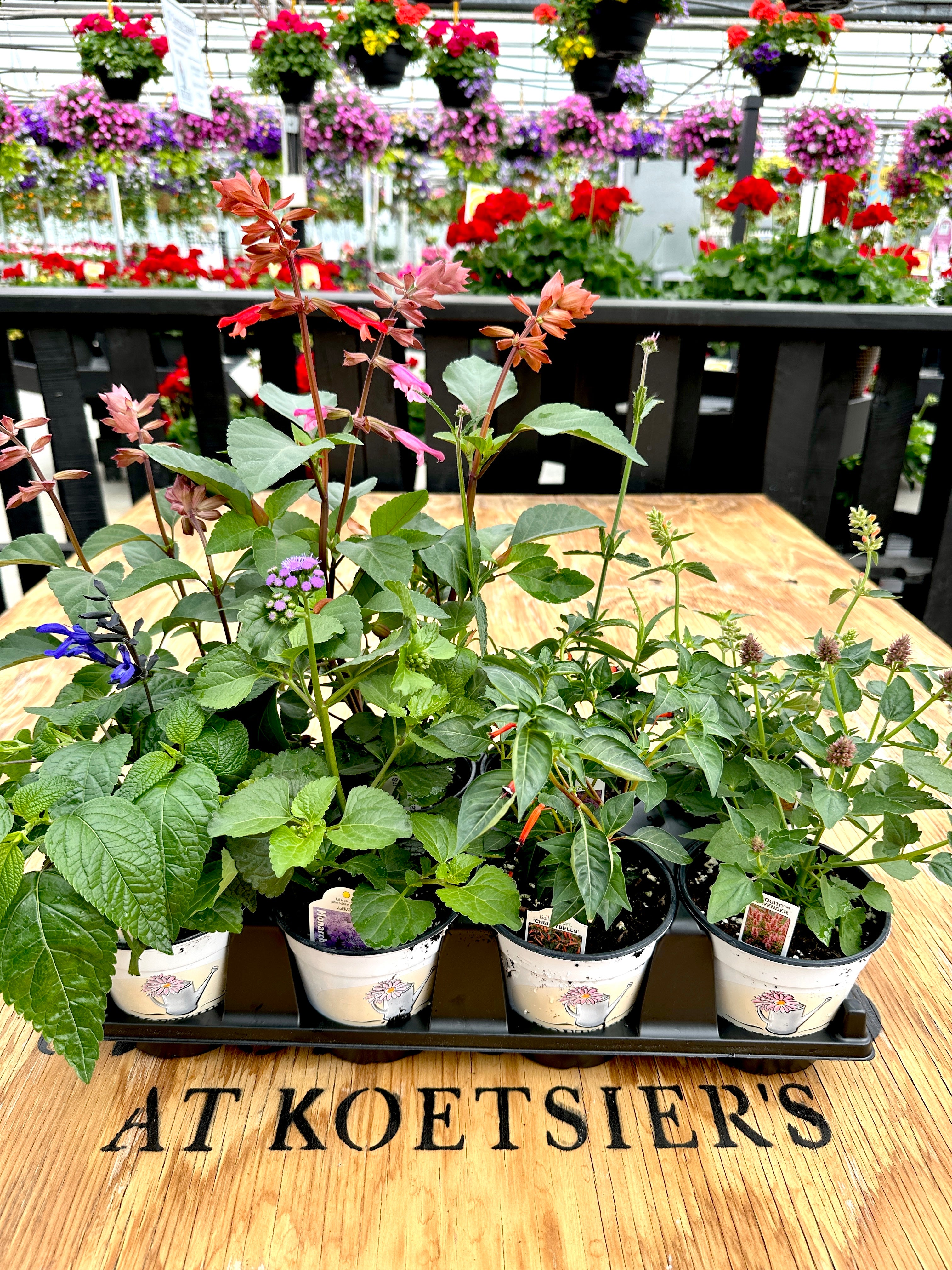 Butterfly & Hummingbird Collection - Pollinator Garden Kit