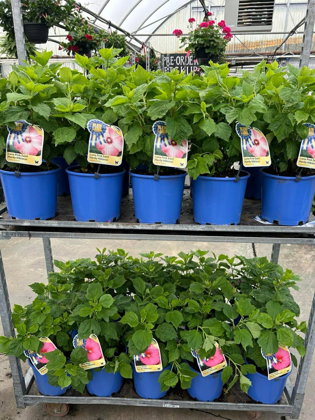 Hardy Hibiscus