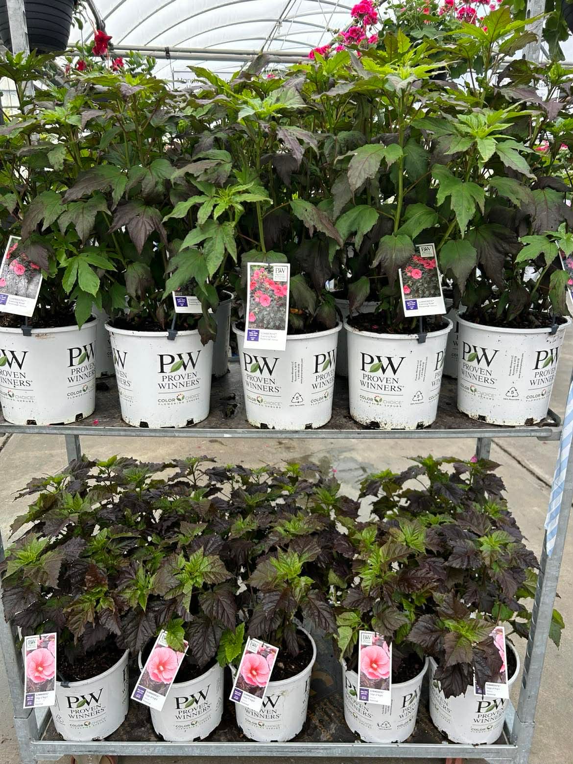 Hardy Hibiscus