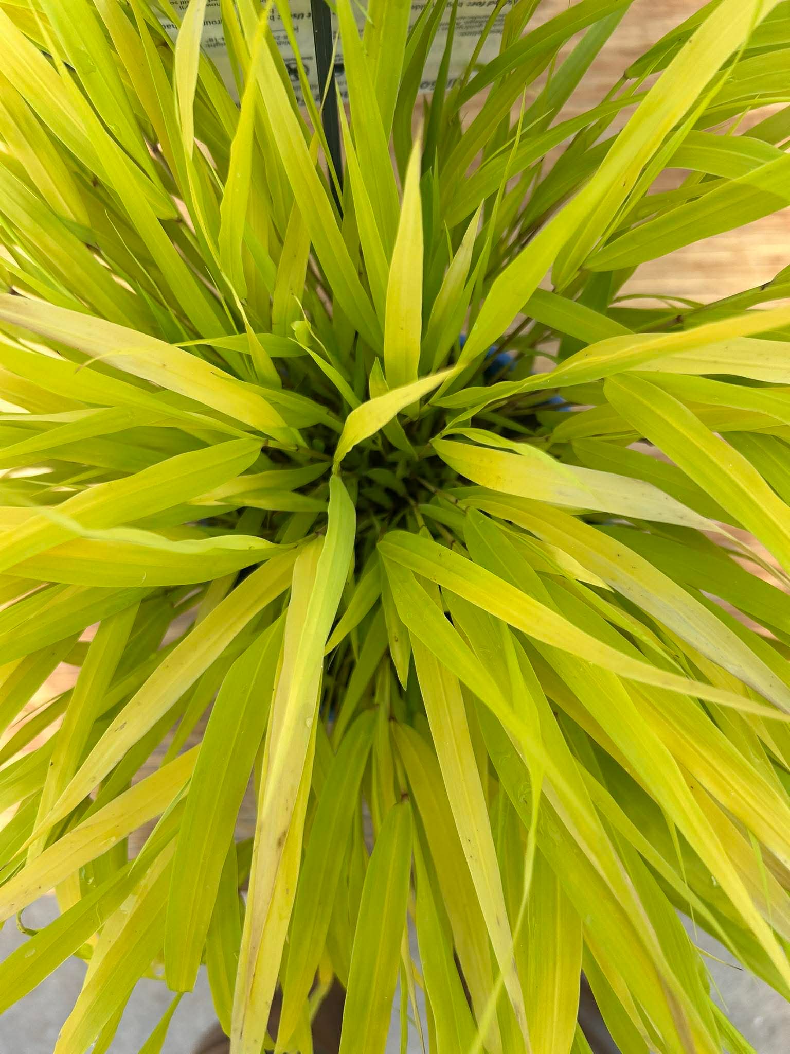 "All Gold" Japanese Forest Grass - Limited Pop-Up