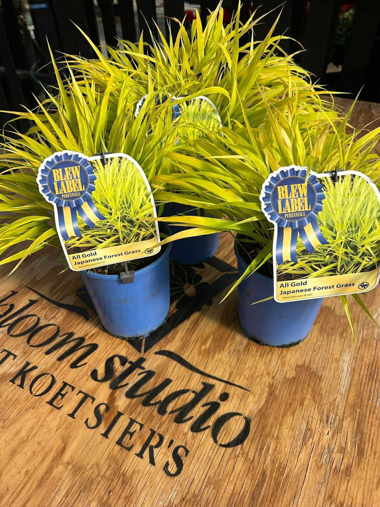 "All Gold" Japanese Forest Grass - Limited Pop-Up