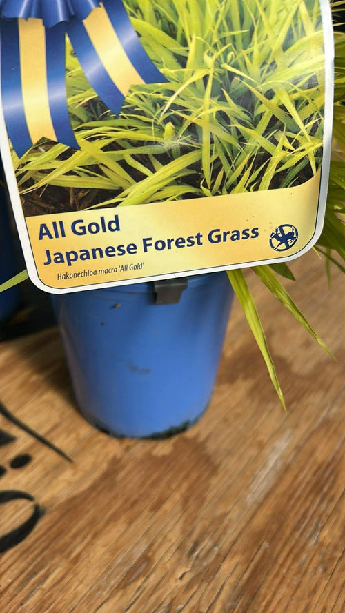 "All Gold" Japanese Forest Grass - Limited Pop-Up