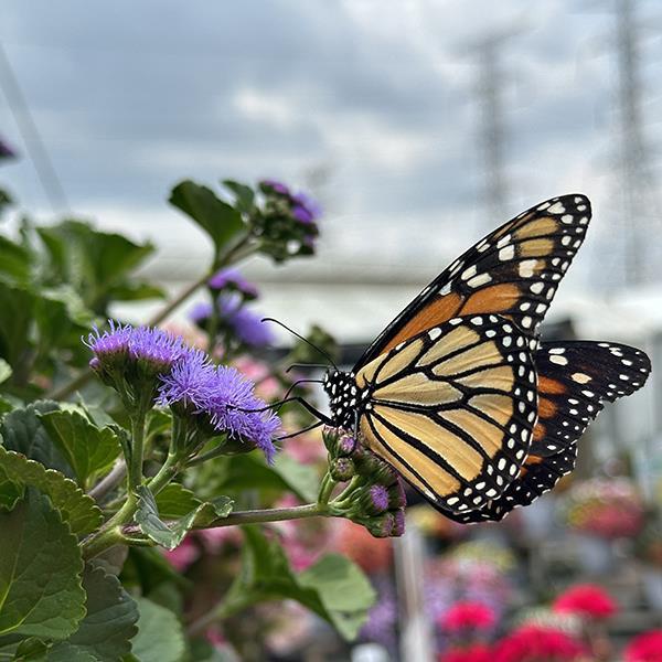 Monarch Magic Ageratum Hanging Basket  🦋✨