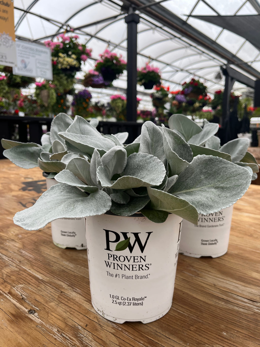 Angel Wings Senecio – Silver Foliage Statement Plant