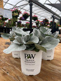 Angel Wings Senecio – Silver Foliage Statement Plant