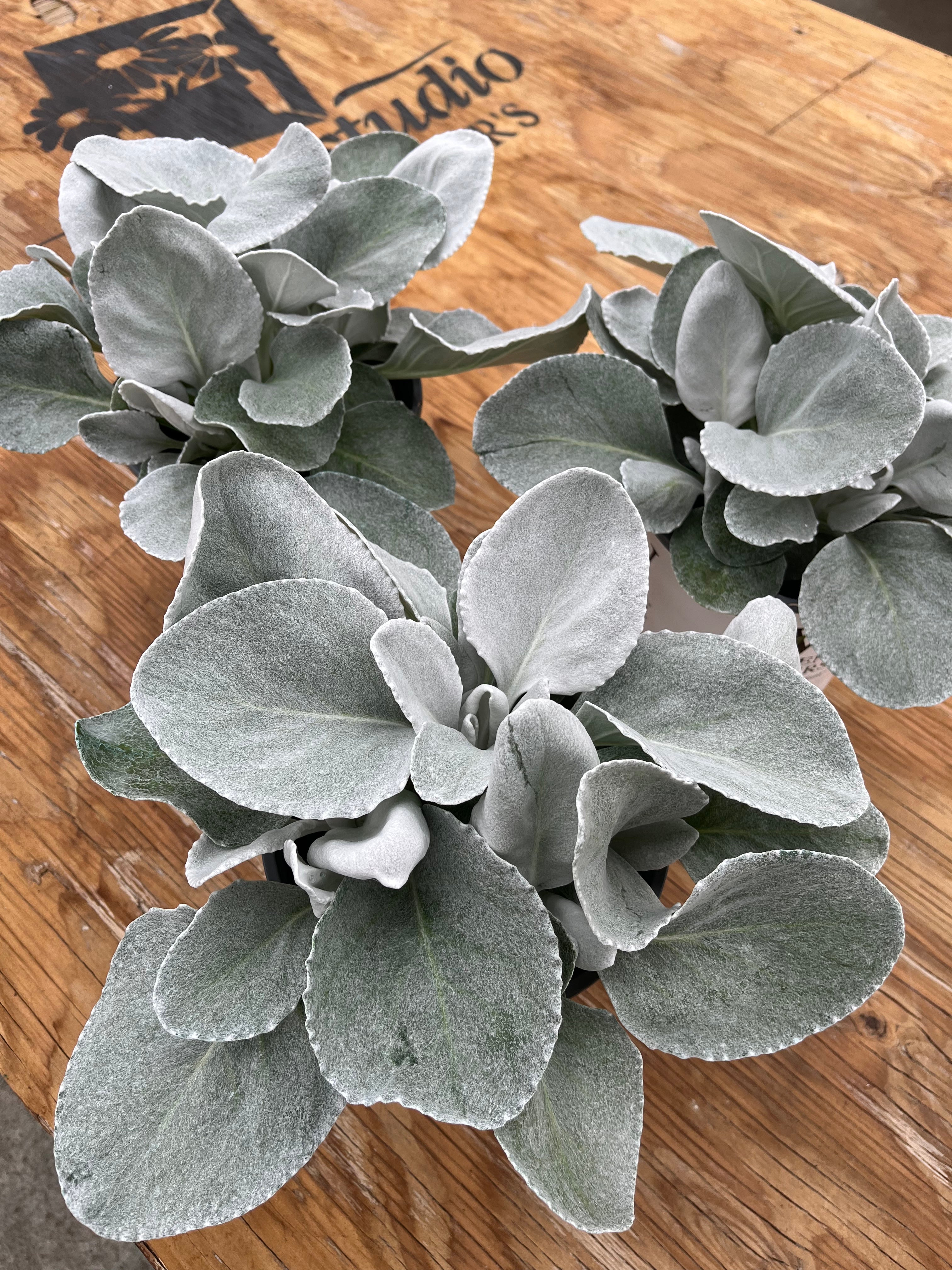 Angel Wings Senecio – Silver Foliage Statement Plant