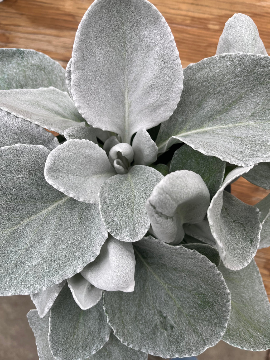 Angel Wings Senecio – Silver Foliage Statement Plant