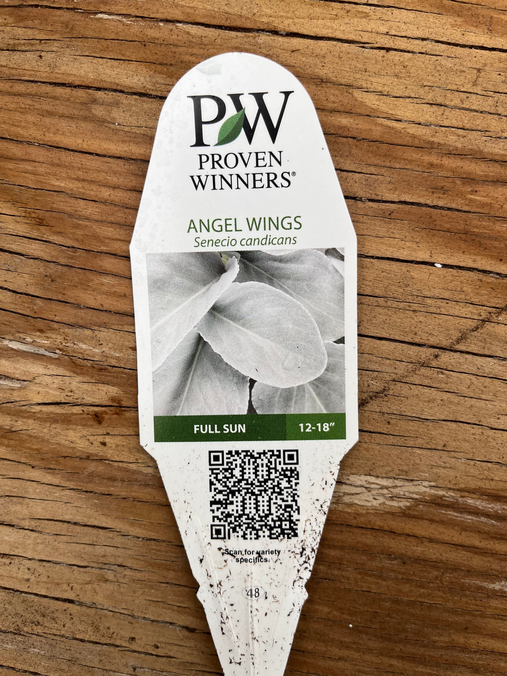 Angel Wings Senecio – Silver Foliage Statement Plant