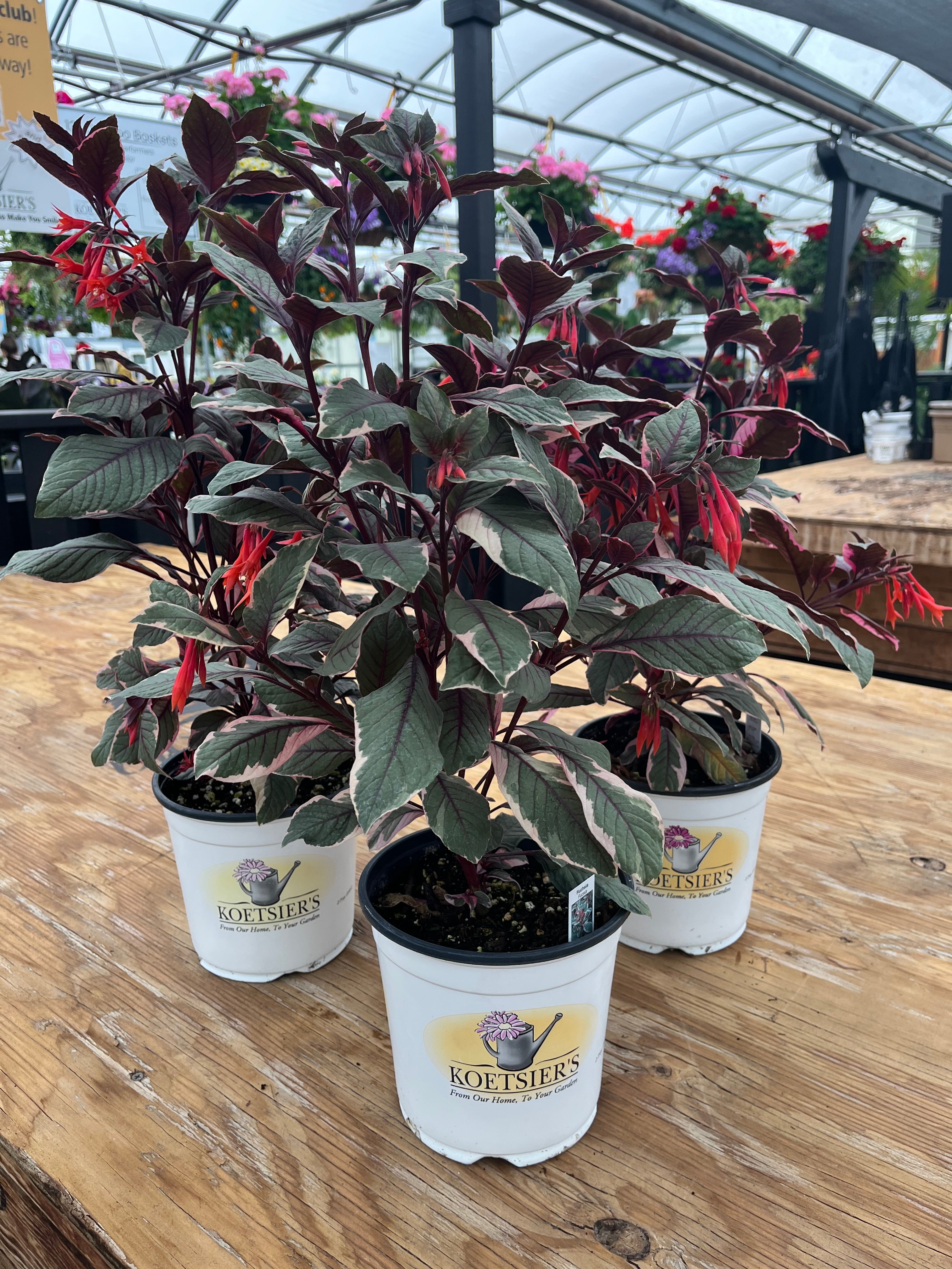 Fuchsia ‘Firecracker’ – Bold, Pollinator-Loving Beauty