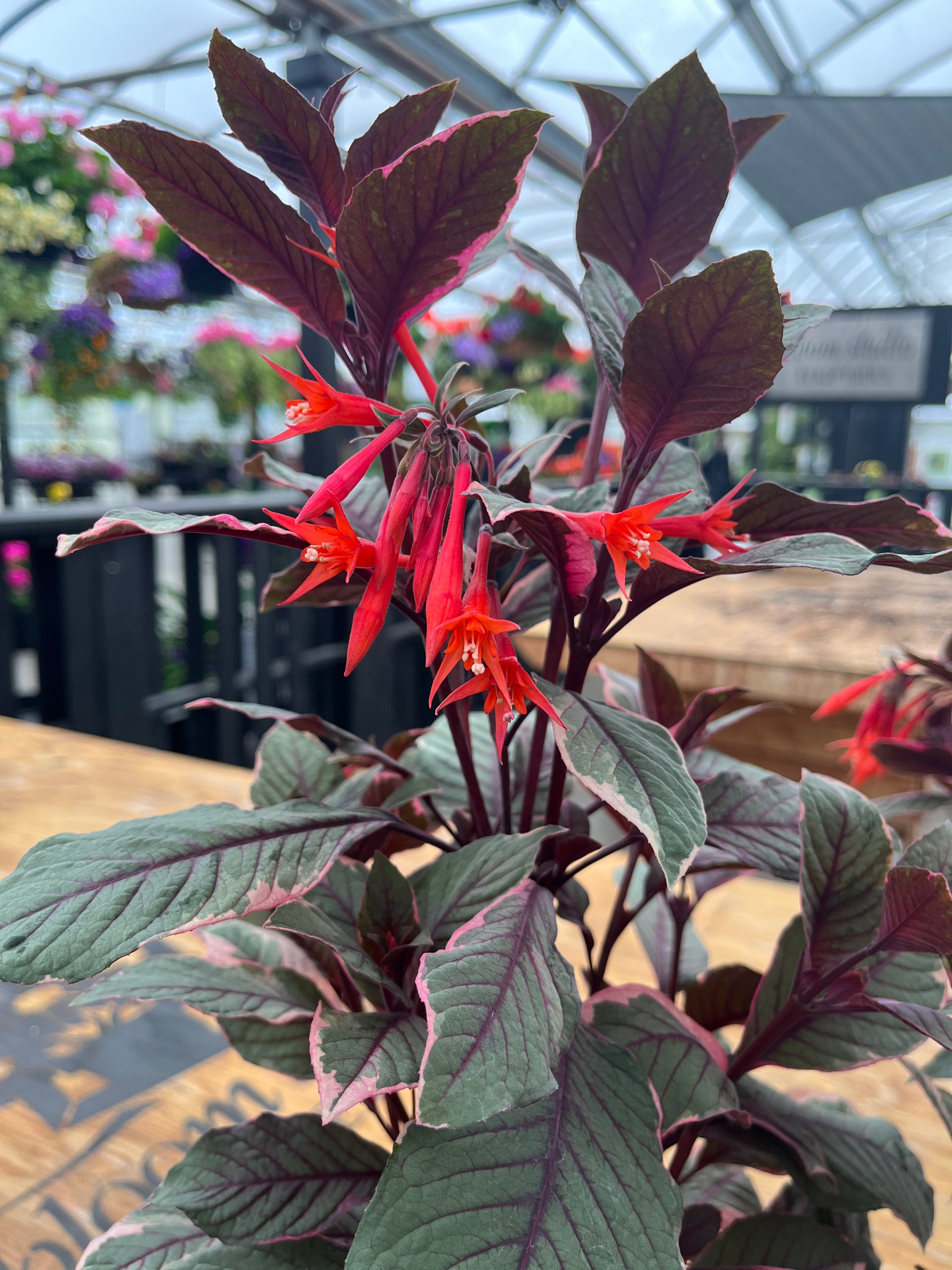 Fuchsia ‘Firecracker’ – Bold, Pollinator-Loving Beauty