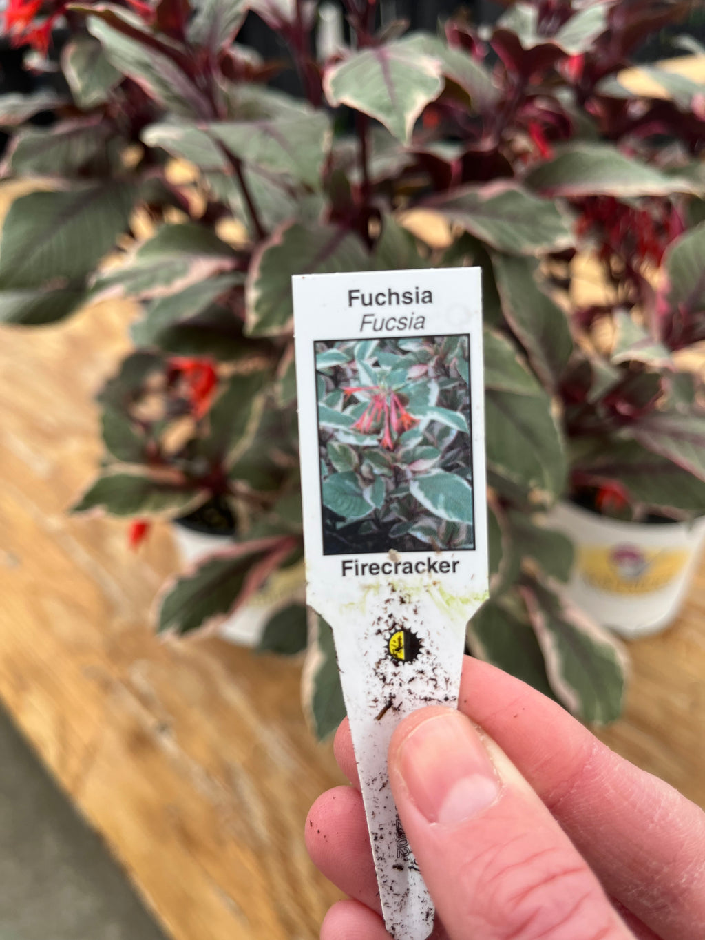 Fuchsia ‘Firecracker’ – Bold, Pollinator-Loving Beauty