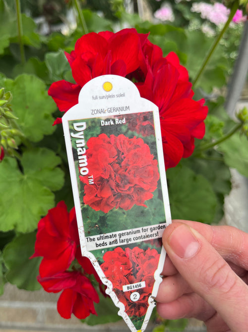 Dynamo™ Dark Red Geranium