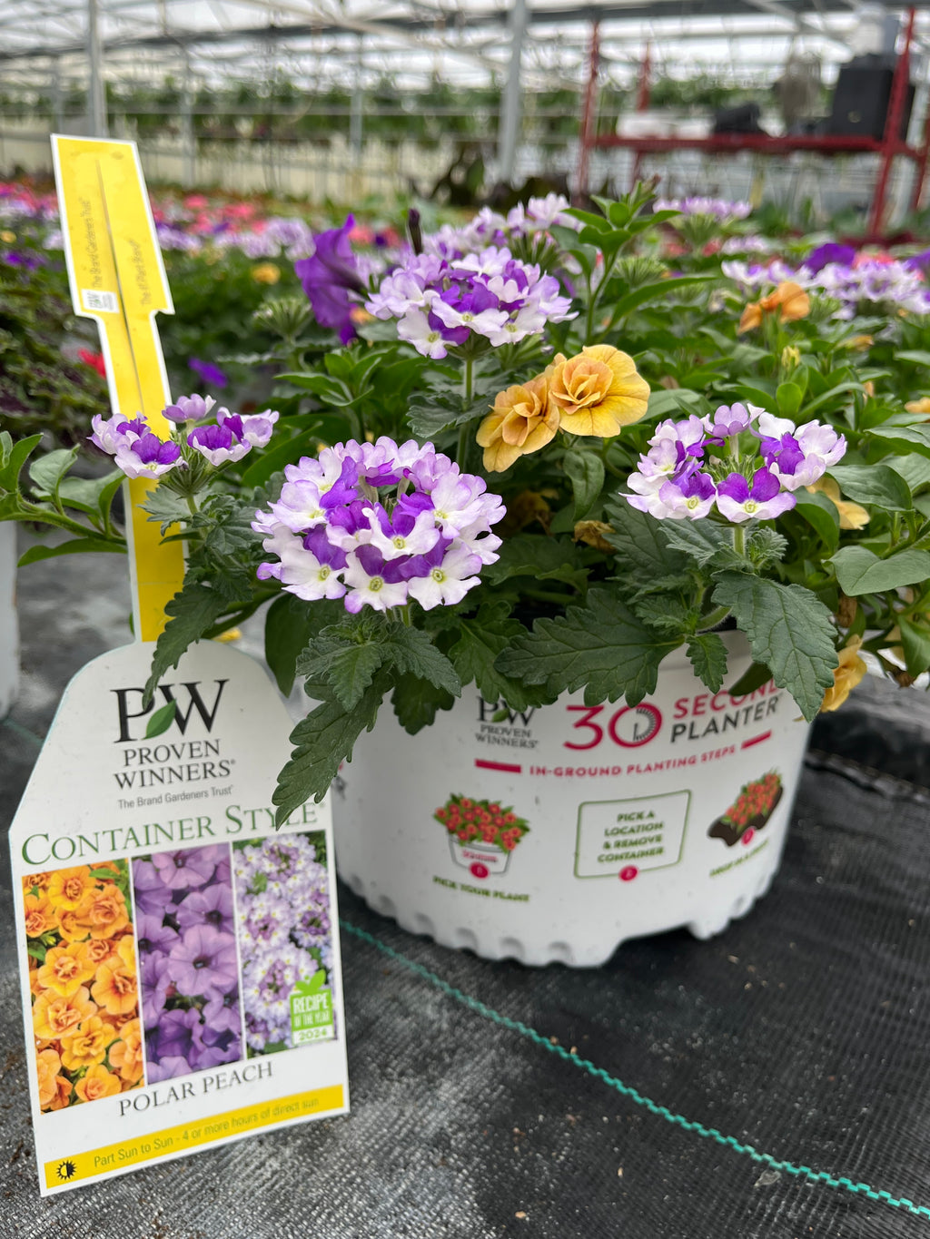 30-Second Planter: Polar Peach