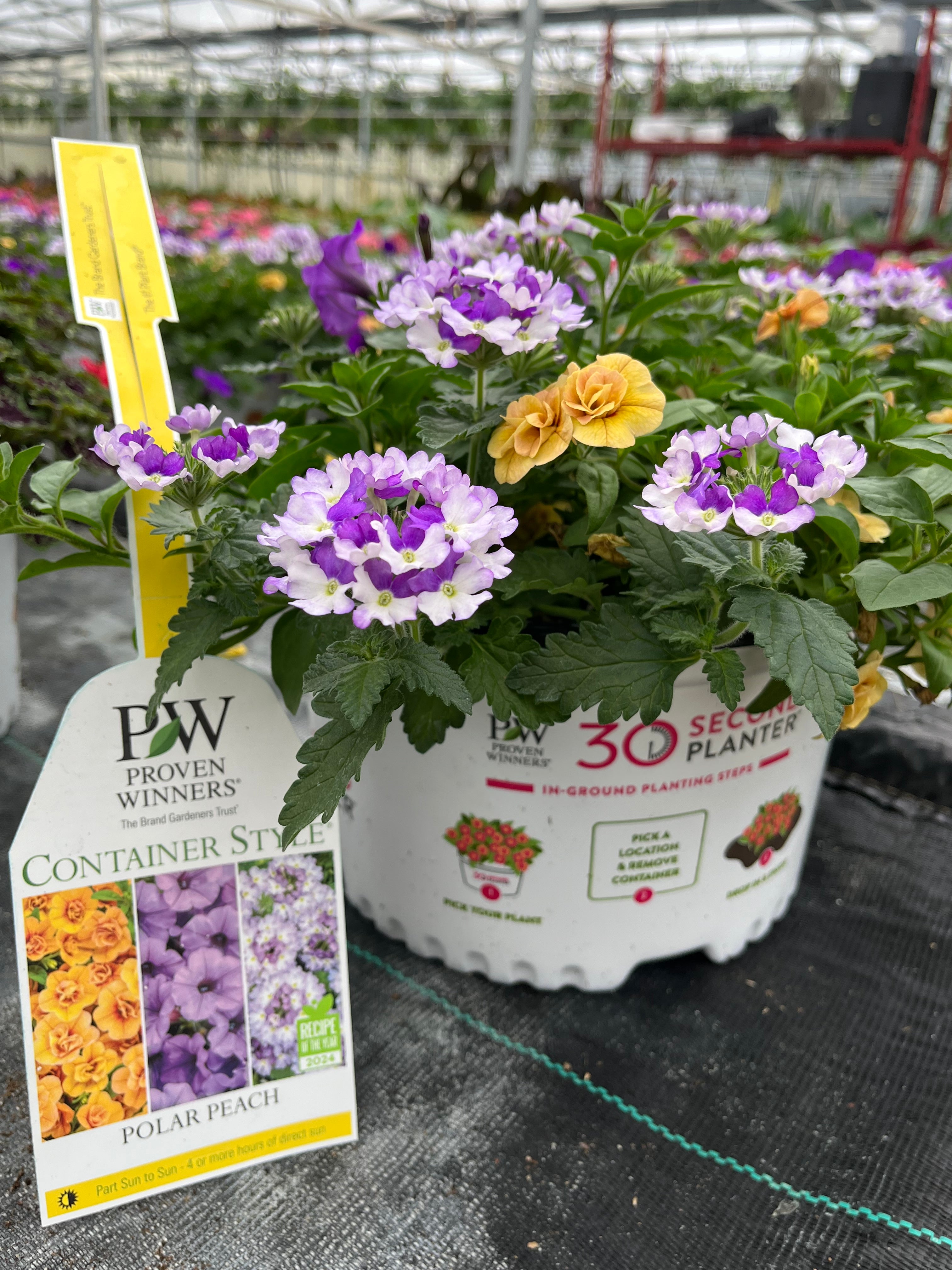 30-Second Planter: Polar Peach