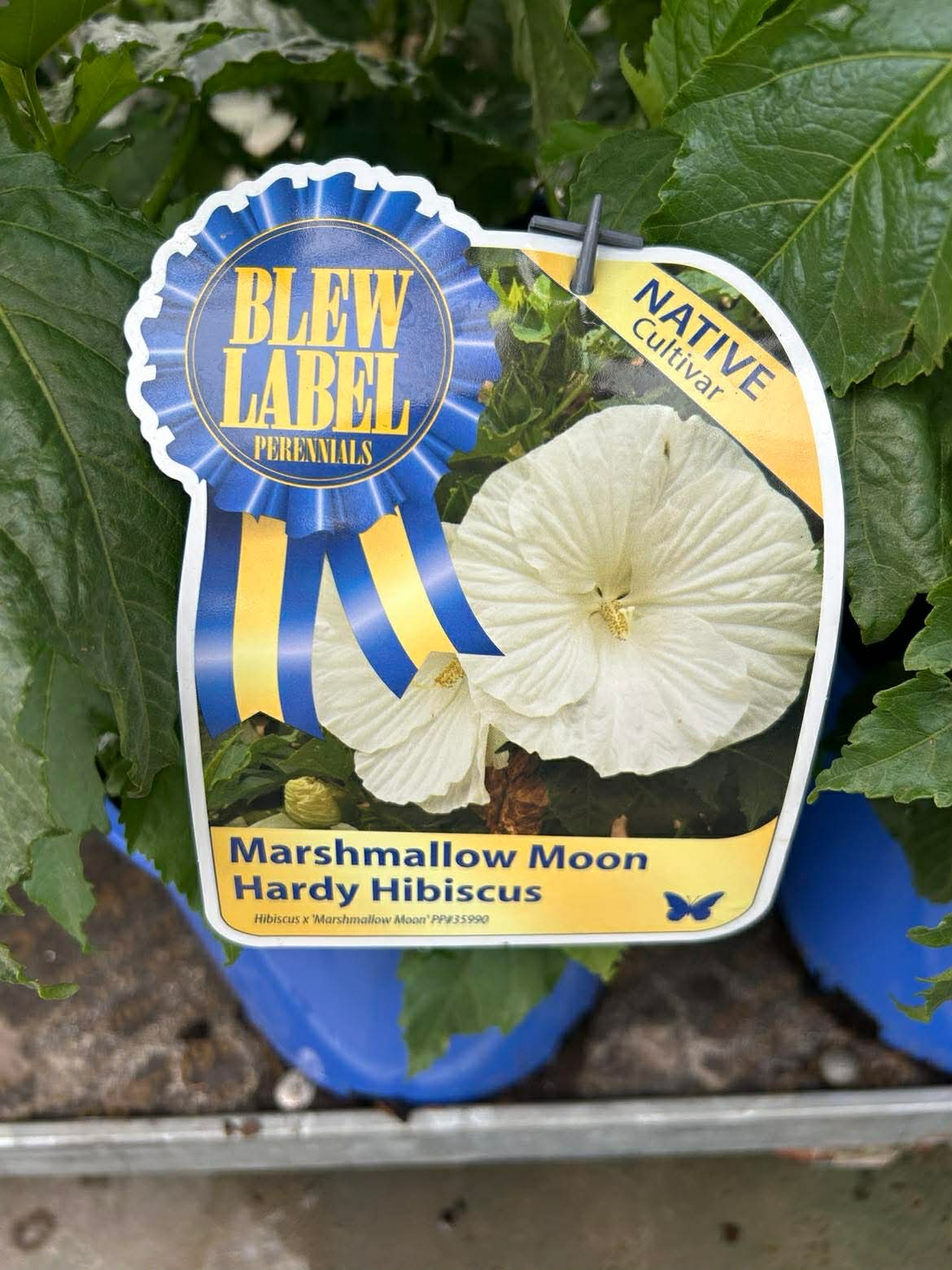 Hardy Hibiscus