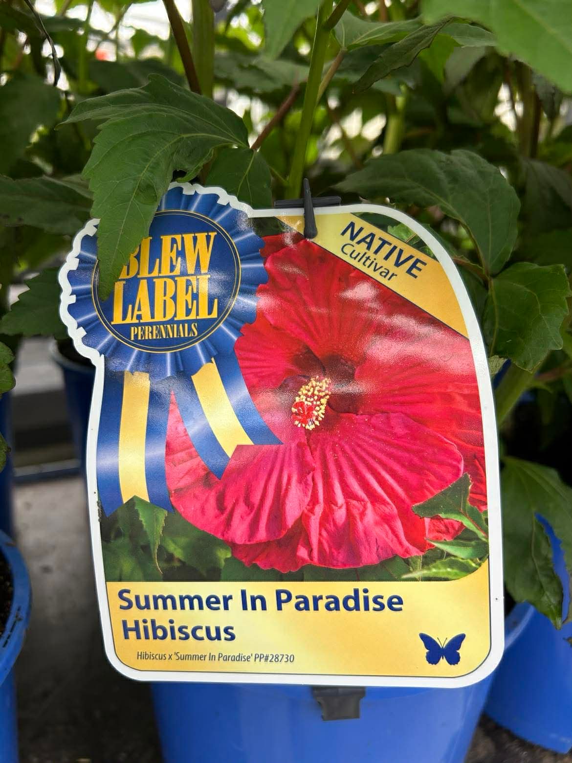 Hardy Hibiscus