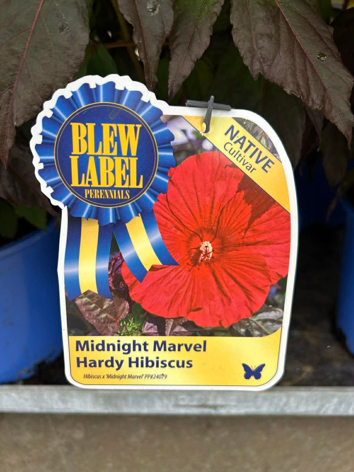 Hardy Hibiscus