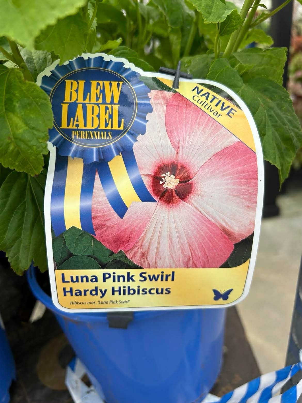 Hardy Hibiscus