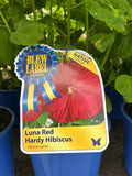 Hardy Hibiscus
