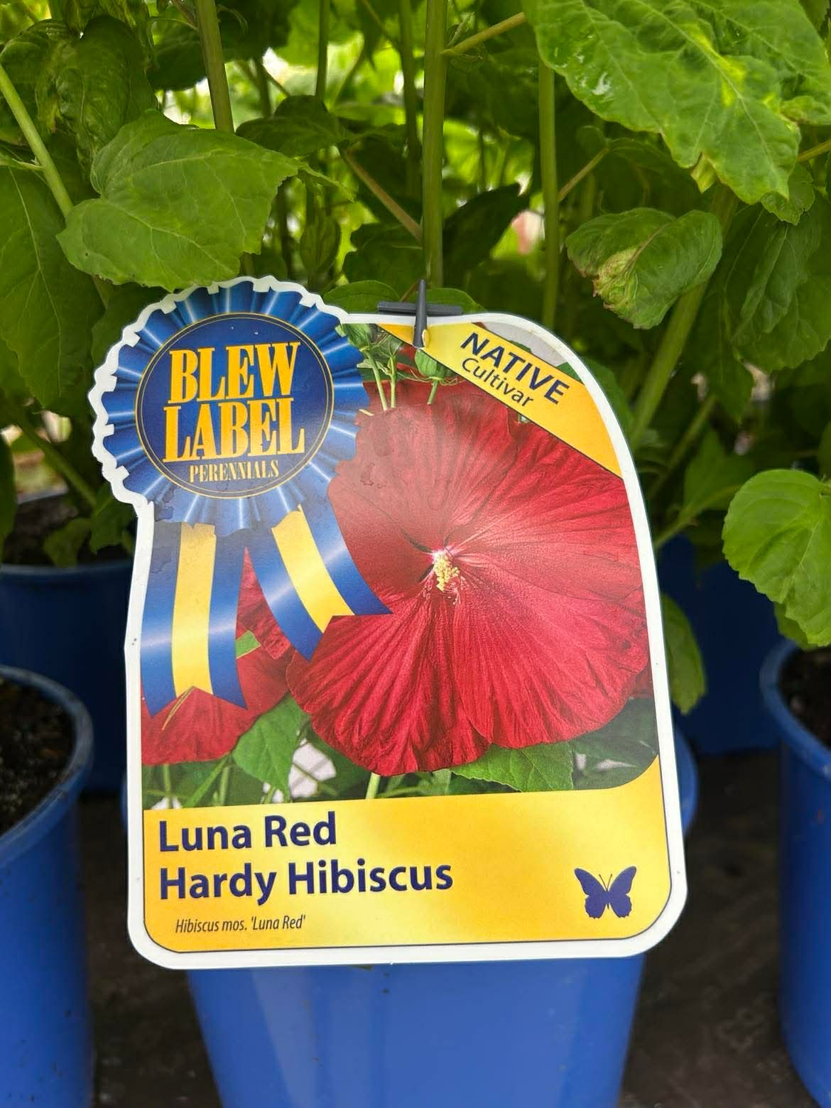 Hardy Hibiscus