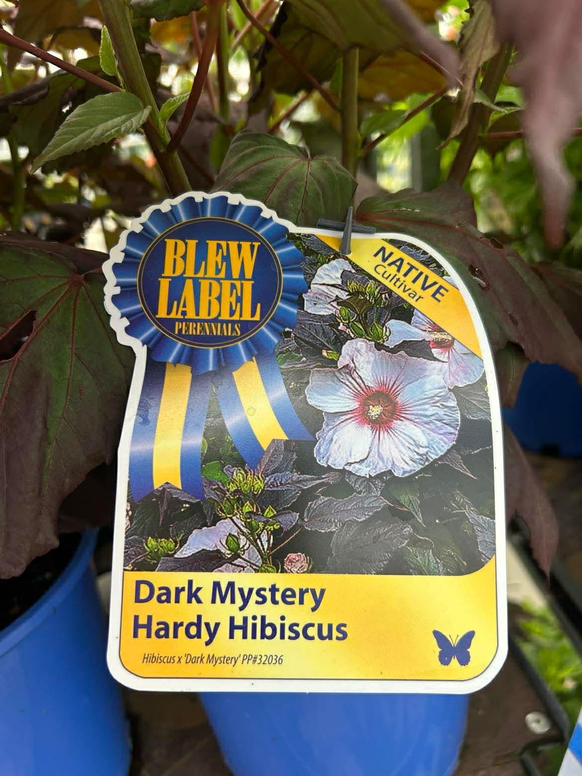 Hardy Hibiscus
