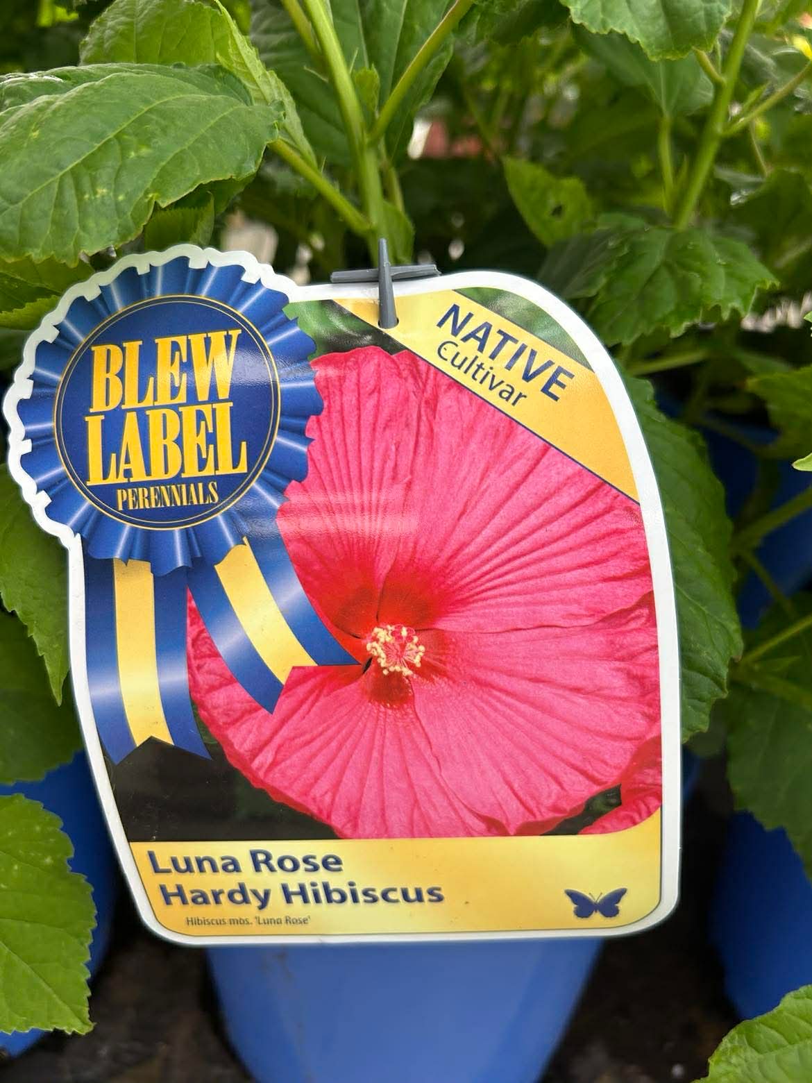 Hardy Hibiscus