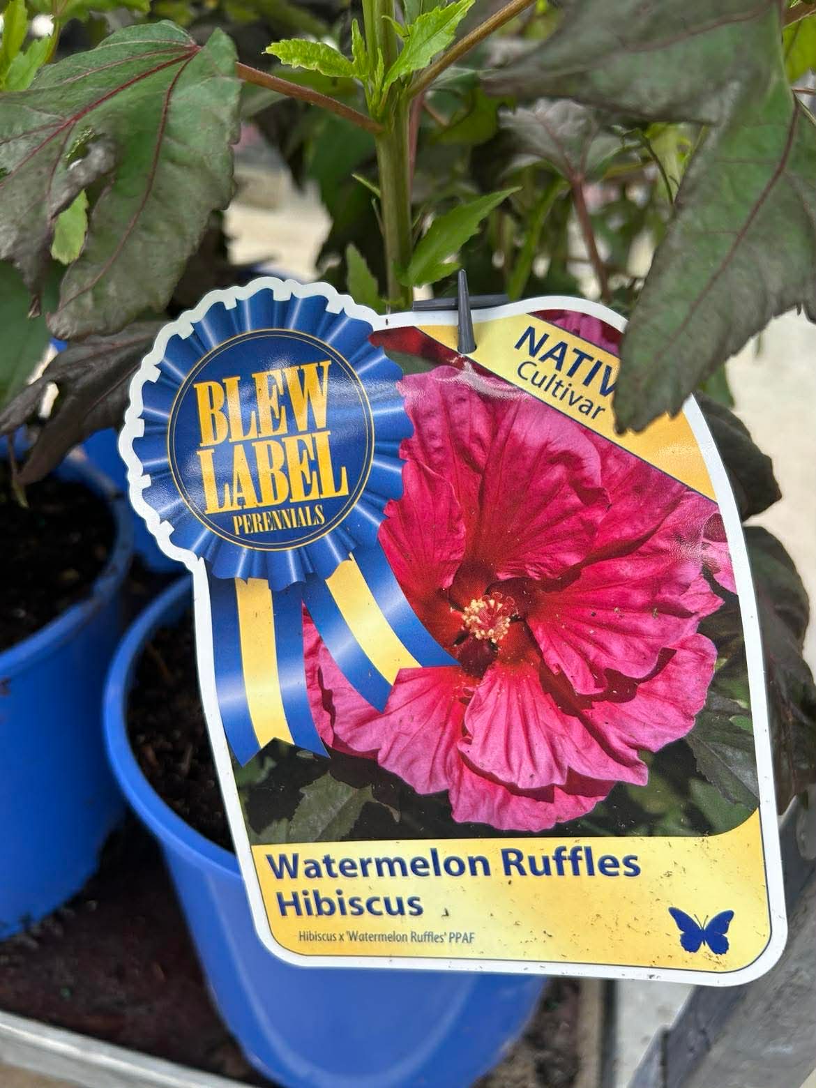 Hardy Hibiscus