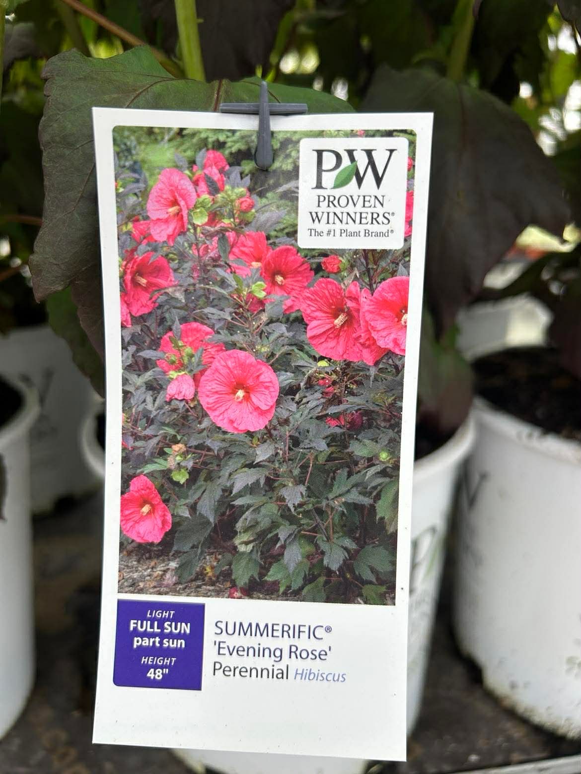 Hardy Hibiscus