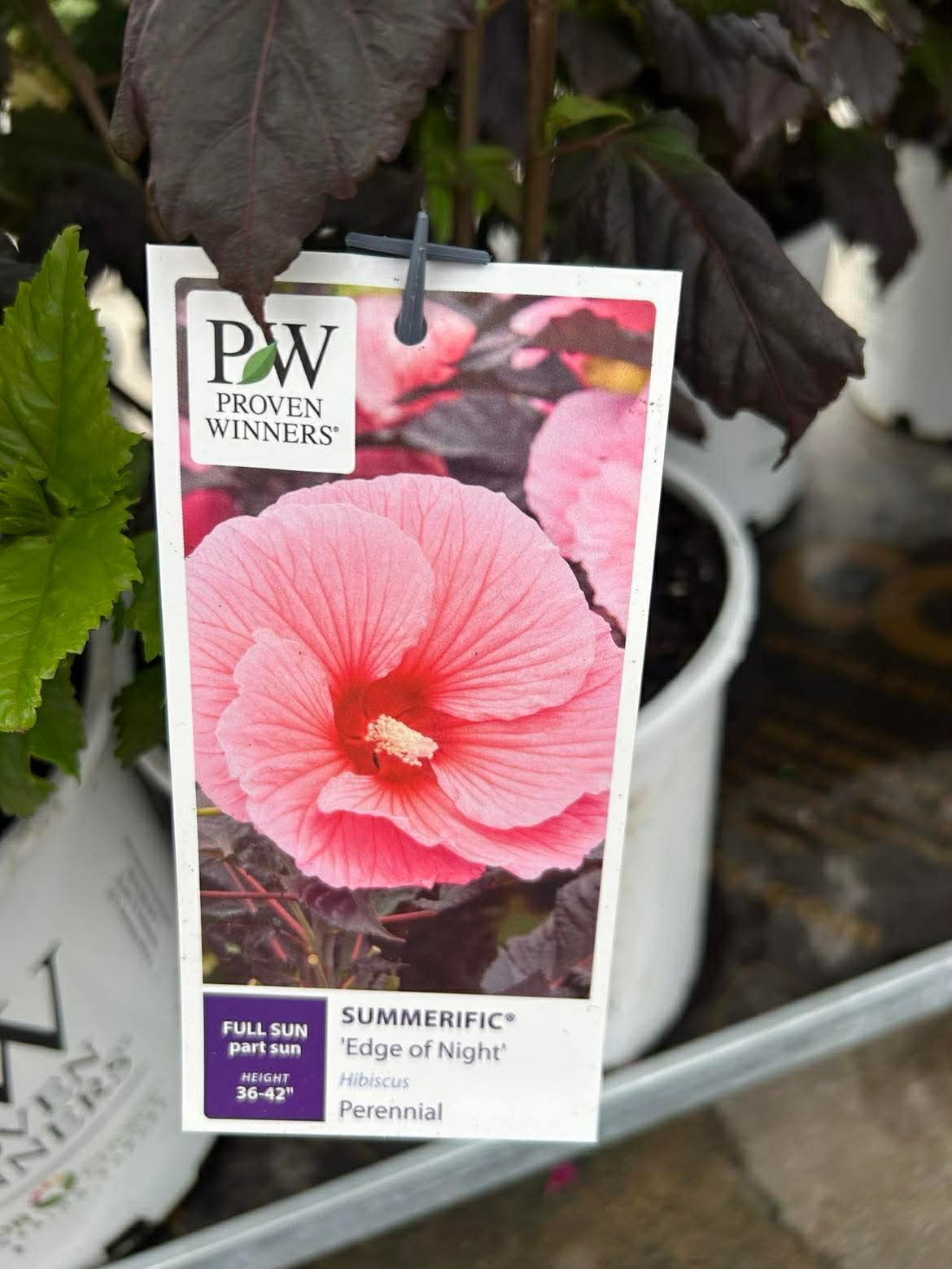 Hardy Hibiscus