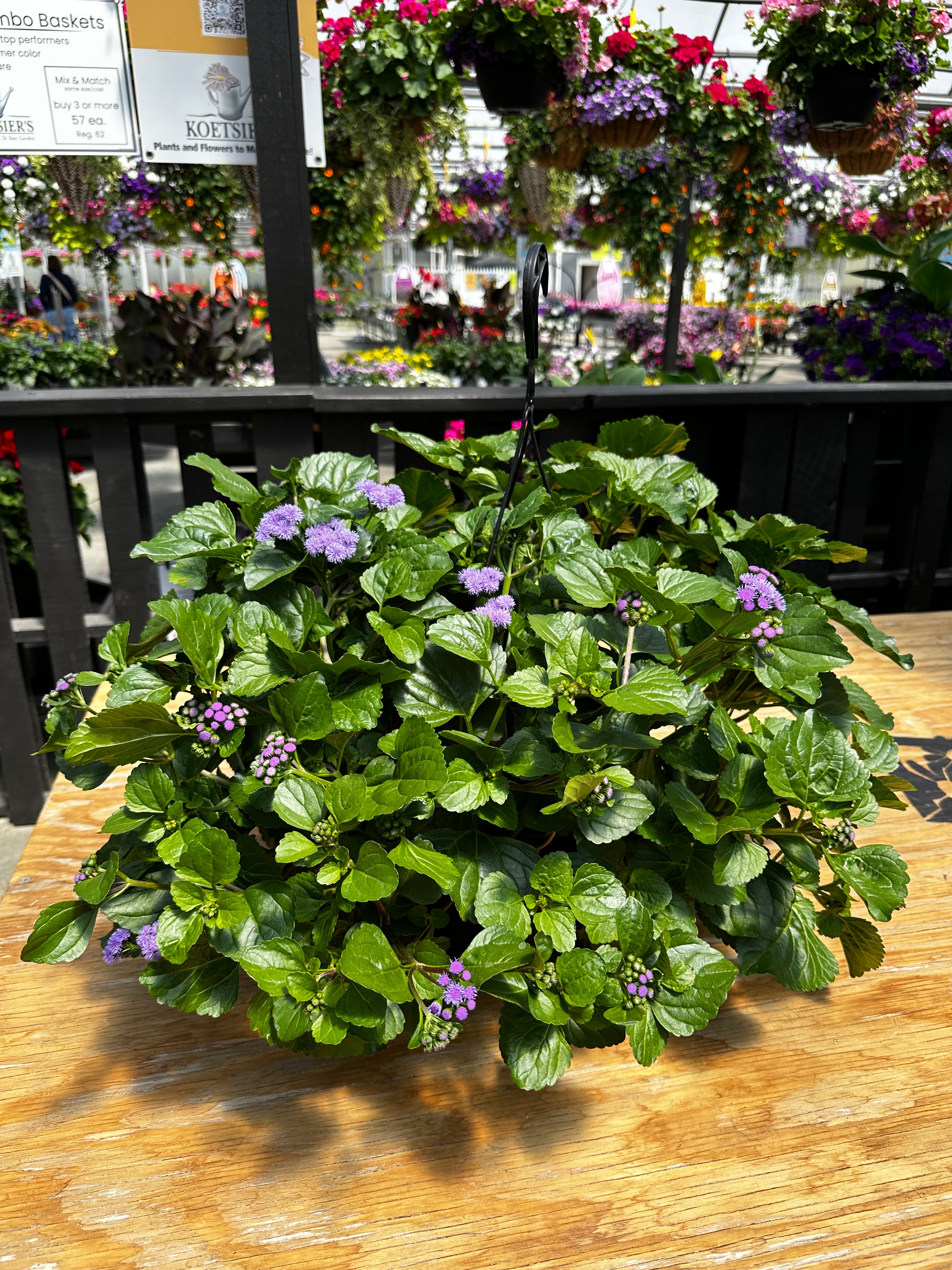 Monarch Magic Ageratum Hanging Basket  🦋✨