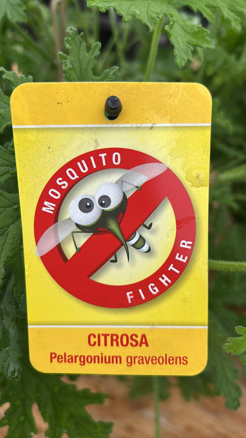 Citrosa "Mosquito Fighter" Hanging Basket