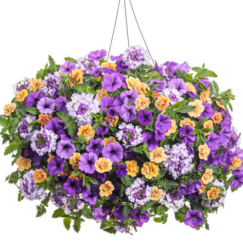 30-Second Planter: Polar Peach